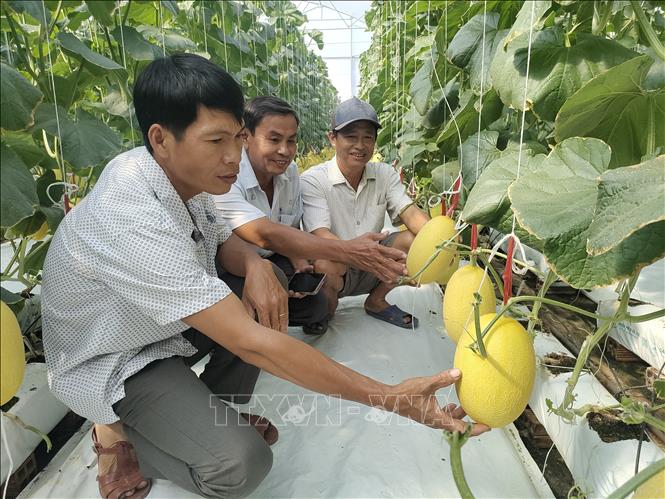 Trồng dưa lưới trong nhà kính mang lại hiệu quả kinh tế cao cho người dân vùng biển Bến Tre. Ảnh: Huỳnh Phúc Hậu - TTXVN