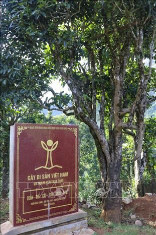 The ancient Shan Tuyet tea forest in Sin Chai and Hau Chua villages are recognised as Vietnam Heritage Trees. VNA Photo: Trung Kiên