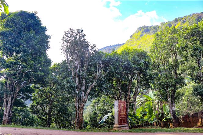 The ancient Shan Tuyet tea forest in Sin Chai and Hau Chua villages is recognised as Vietnam Heritage Trees. VNA Photo: Trung Kiên