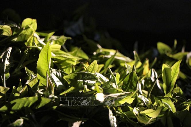Shan tuyet tea is pan-fried using traditional methods. VNA Photo: Trung Kiên