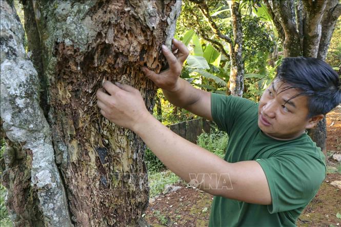 Locals care for the trees by preventing pests. VNA Photo: Trung Kiên