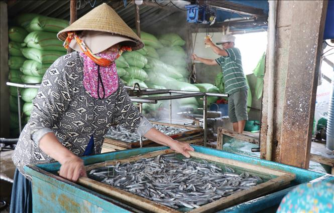 Sơ chế rửa sạch cá cơm trước khi hấp. Ảnh: Phạm Cường - TTXVN