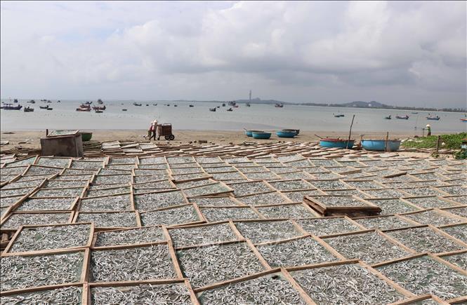 Làng biển Tịnh Kỳ phơi cá cơm. Ảnh: Phạm Cường - TTXVN