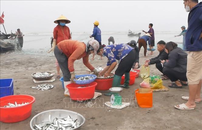 Tiểu thương mua cá trích của ngư dân tại bờ biển. Ảnh: TTXVN phát 