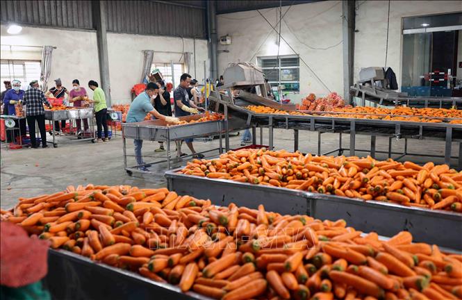 Hiện nay, tỉnh Hải Dương có 20 doanh nghiệp và 50 cơ sở sơ chế đóng gói cà rốt phục vụ thị trường trong nước và xuất khẩu. Ảnh: Vũ Sinh - TTXVN