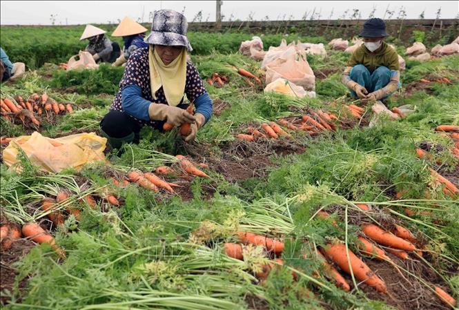Nông dân xã Đức Chính thu hoạch cà rốt. Ảnh: Vũ Sinh - TTXVN
