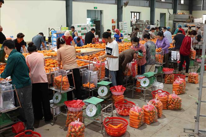 Phân loại, đóng gói cà rốt ở Hợp tác xã dịch vụ nông nghiệp Đức Chính, xã Đức Chính, huyện Cẩm Giàng. Ảnh: Vũ Sinh - TTXVN
