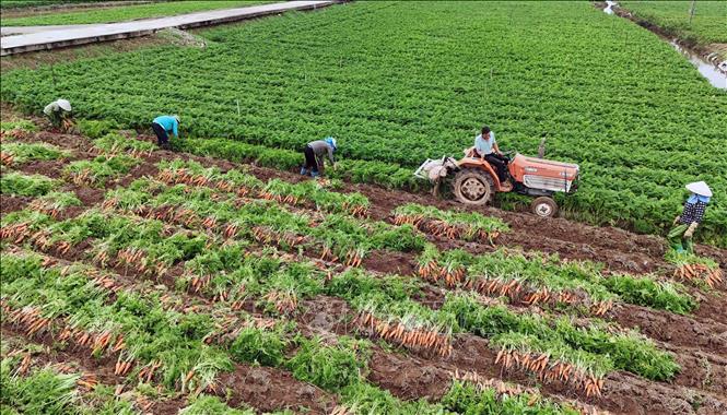 Nông dân đưa máy vào phục vụ thu hoạch cà rốt trên cánh đồng xã Đức Chính, huyện Cẩm Giàng. Ảnh: Vũ Sinh - TTXVN 