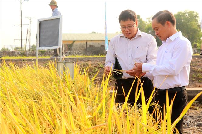 Director of the Cuu Long Delta Rice Research Institute Tran Ngoc Thach (left) introduces new rice varieties. VNA Photo: Thu Hiền