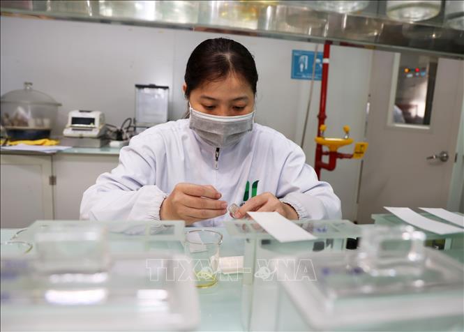 Dược sĩ Công ty TNHH Vạn Xuân nghiên cứu sản xuất các các sản phẩm y học cổ truyền công nghệ cao. Ảnh: Hồng Đạt - TTXVN
