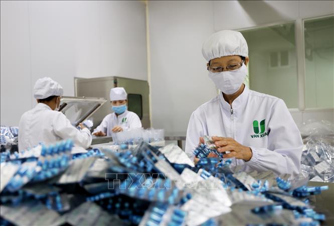 Sản xuất đông dược tiên phong đạt chuẩn GMP theo tiêu chuẩn của Bộ Y tế tại Công ty TNHH Vạn Xuân. Ảnh: Hồng Đạt - TTXVN

