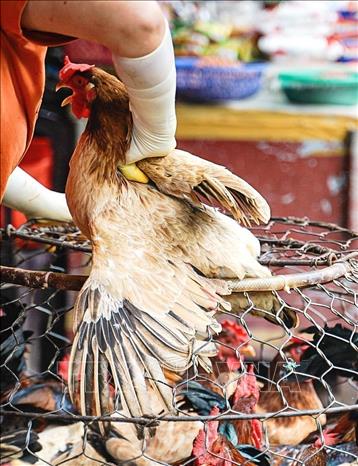 Many fresh items can be bought only at traditional markets where the sellers offer pre-processing services to their customers. VNA Photo: Khánh Hòa