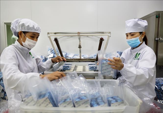 Đóng gói dược phẩm loại viên nang tại nhà máy sản xuất dược phẩm của Công ty TNHH Vạn Xuân. Ảnh: Hồng Đạt - TTXVN
