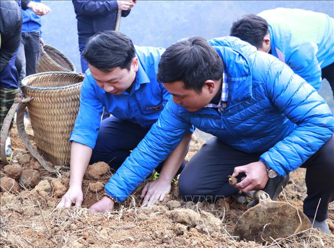 Các đại biểu cùng đoàn viên, thanh niên ra quân tham gia trồng 2ha khoai sọ tại xã Xà Hồ. Ảnh: TTXVN phát