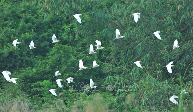 White storks in Thung Nham, a pristine haven for birds in the northern province of Ninh Binh. VNA Photo 