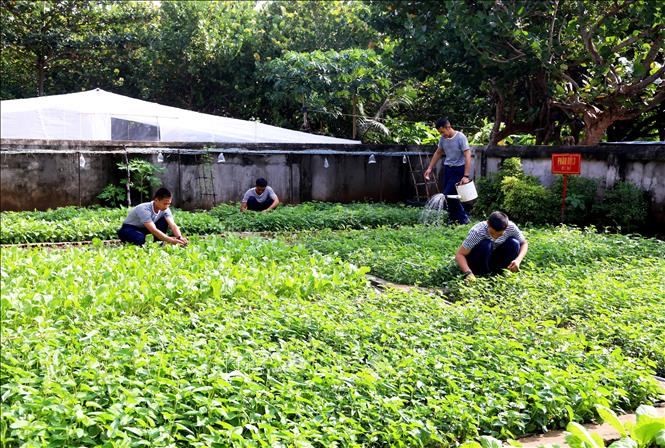 Chiếu sĩ đảo Trường Sa chăm sóc rau. Ảnh: Hồng Đạt - TTXVN