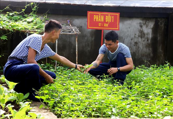 Chiến sĩ Phân đội 1, đảo Trường Sa tích cực chăm sóc vườn rau của phân đội. Ảnh: Hồng Đạt - TTXVN

