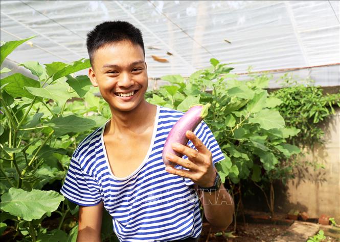 Niềm vui của lính Trường Sa khi thu hoạch cà tím. Ảnh: Hồng Đạt - TTXVN
