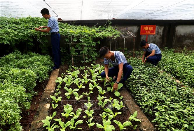 Rau xanh được trồng đủ loại ở Trường Sa. Ảnh: Hồng Đạt - TTXVN
