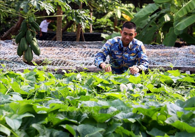 Chiếu sĩ đảo Trường Sa chăm sóc rau bí. Ảnh: Hồng Đạt - TTXVN
