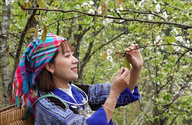 Pear blossoms attract tourists for their pure white petals. VNA Photo: Tuấn Anh