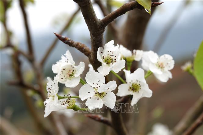 Pear blossoms with its pure white petals in cold drizzles. VNA Photo: Tuấn Anh