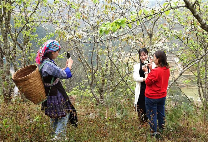 Visitors adore the pure beauty of pear blossoms. VNA Photo: Tuấn Anh