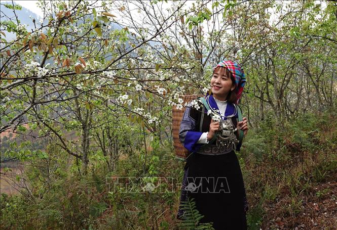A visitor enjoy the pure white petals of pear blossoms. VNA Photo: Tuấn Anh