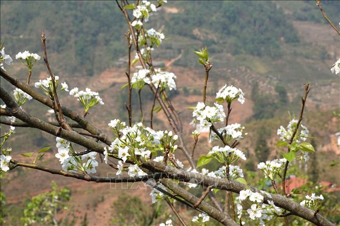 White pear blossoms on top of a hill. VNA Photo: Tuấn Anh