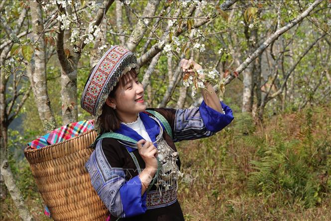A visitor enjoys the beauty of pear blossoms. VNA Photo: Tuấn Anh
