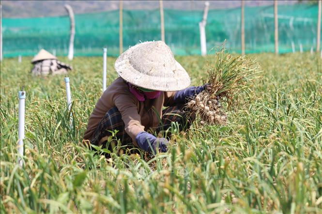 Nông dân thôn Thái An thuộc xã Vĩnh Hải (huyện Ninh Hải, Ninh Thuận) thu hoạch tỏi. Ảnh: Nguyễn Thành - TTXVN