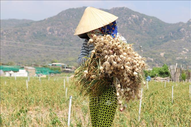 Nông dân thôn Thái An thuộc xã Vĩnh Hải (huyện Ninh Hải, Ninh Thuận) thu hoạch tỏi tươi. Ảnh: Nguyễn Thành - TTXVN