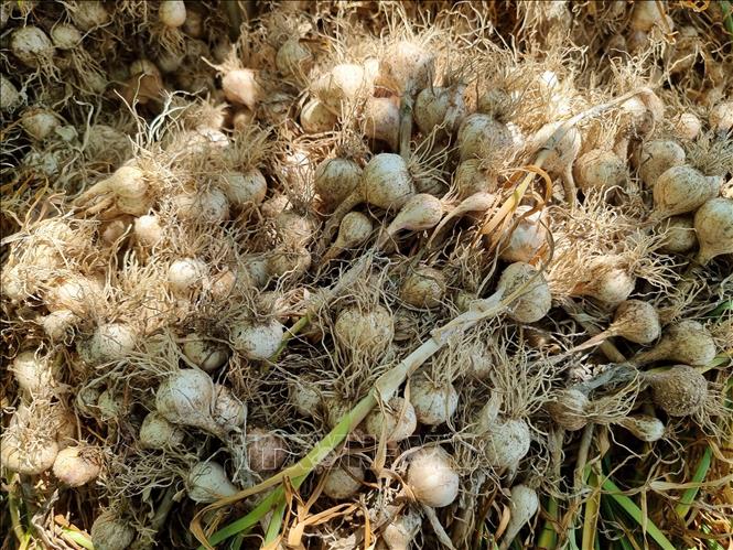 Tỏi tươi tập kết sau thu hoạch để phân loại. Ảnh: Nguyễn Thành - TTXVN