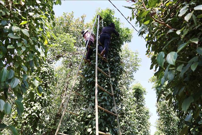 Đặc điểm của các trụ tiêu là thẳng đứng, cao tới 5 - 7m nên ngành chức năng tỉnh Đắk Lắk khuyến cáo người dân cẩn trọng trong quá trình trèo cao thu hái hồ tiêu. Ảnh: Hoài Thu – TTXVN