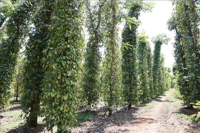 Tỉnh Đắk Lắk hiện có 28.631 ha hồ tiêu, chiếm 26,57% diện tích hồ tiêu cả nước. Ảnh: Hoài Thu - TTXVN