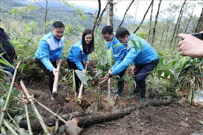 Thực hiện mô hình “Lũy tre biên giới Việt” tại Chương trình. Ảnh: Anh Tuấn – TTXVN