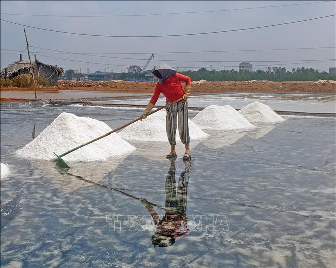 Each salt harvest is 7 days apart, continuously for 3 months. When the rainy season begins, the salt fields here are converted to shrimp farming and wait for the dry season to continue making salt. VNA Photo: Huỳnh Anh