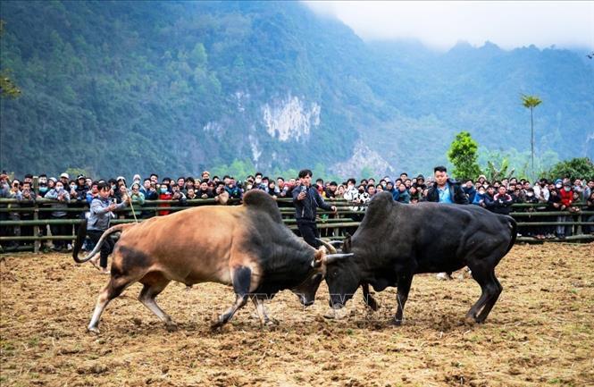 Lễ chọi bò ở huyện Bảo Lâm (Cao Bằng). Ảnh: TTXVN phát