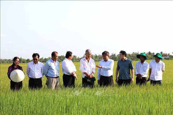 Thứ trưởng Trần Thanh Nam (thứ 4 từ phải qua) tham quan cánh đồng lúa của Hợp tác xã  nông nghiệp Phước Hảo, huyện Châu Thành. Ảnh: Thanh Hòa- TTXVN
