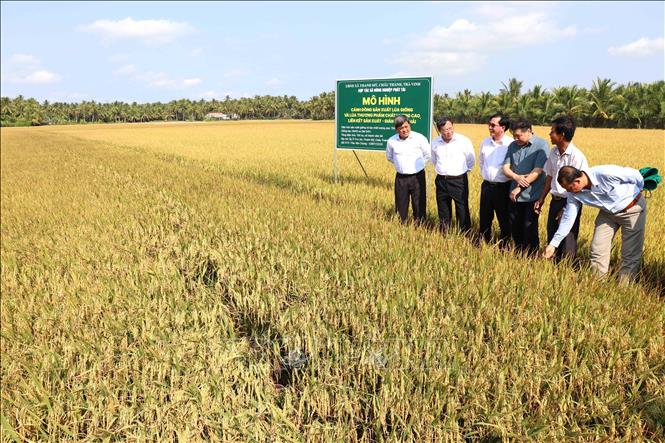 Thứ trưởng Trần Thanh Nam (trái) tham quan cánh đồng lúa của Hợp tác xã nông nghiệp Phát Tài, huyện Châu Thành. Ảnh: Thanh Hòa- TTXVN