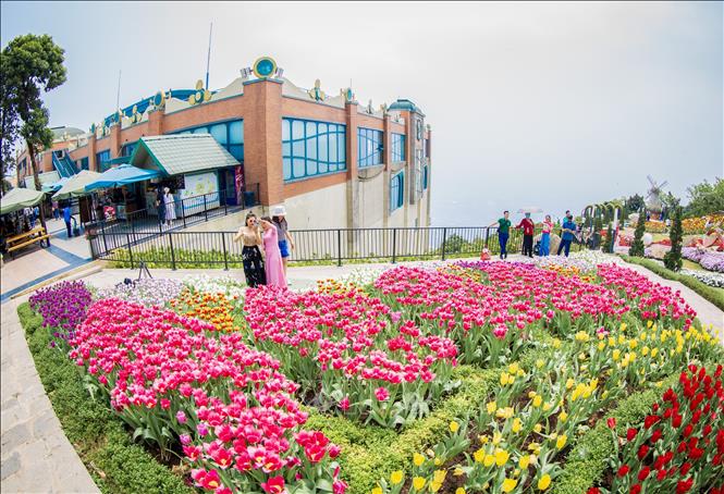 Vườn hoa nở rực rỡ trên đỉnh núi thu hút du khách. Ảnh: Giang Phương - TTXVN