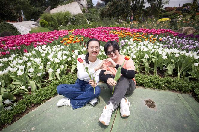 Du khách chụp ảnh bên vườn hoa tulip. Ảnh: Giang Phương - TTXVN