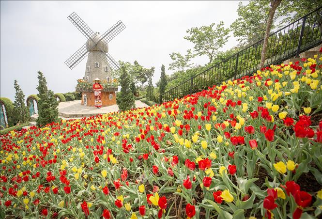 Vườn hoa tulip độc đáo ở độ cao 986m tạo nên diện mạo mới cho núi Bà Đen. Ảnh: Giang Phương - TTXVN