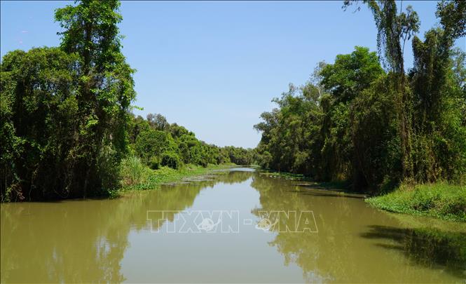 Rừng tràm Gáo Giồng thuộc địa bàn huyện Cao Lãnh, tỉnh Đồng Tháp. Ảnh: Nhựt An - TTXVN
