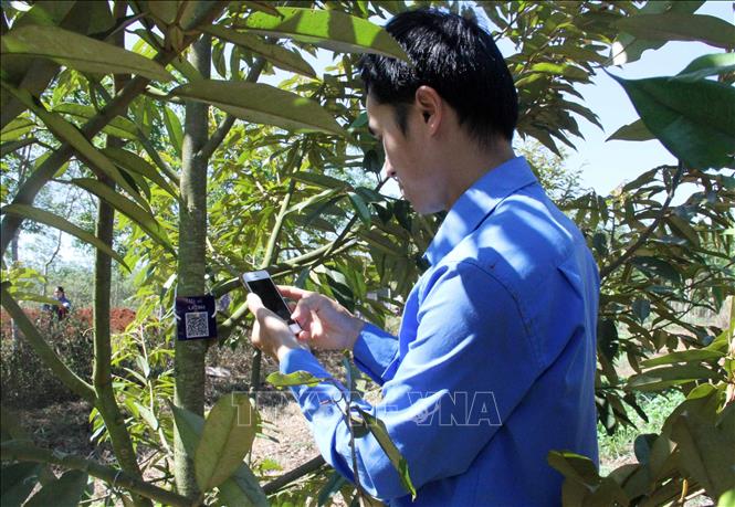 Đoàn viên, thanh niên huyện Krông Búk, tỉnh Đắk Lắk số hoá cây sầu riêng. Ảnh: TTXVN phát