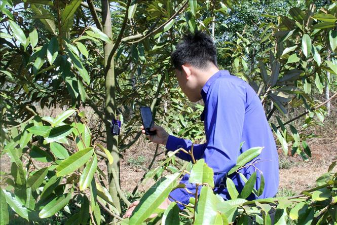 Đoàn viên, thanh niên huyện Krông Búk, tỉnh Đắk Lắk số hoá cây sầu riêng. Ảnh: TTXVN phát