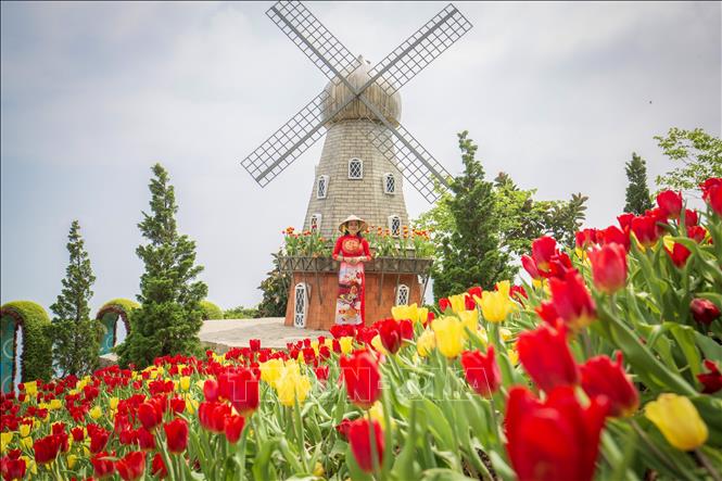 Tulip, the national flower of the Netherlands, attracts curious visitors to Ba Den mountain. VNA Photo: Giang Phương