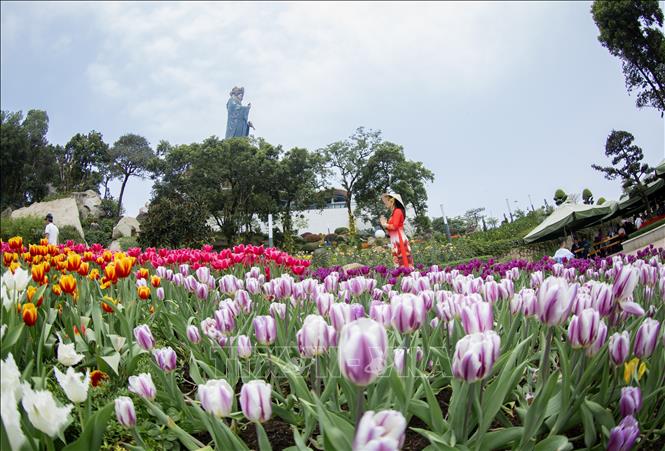 Thousands of tulip flowers blooming. VNA Photo: Giang Phương
