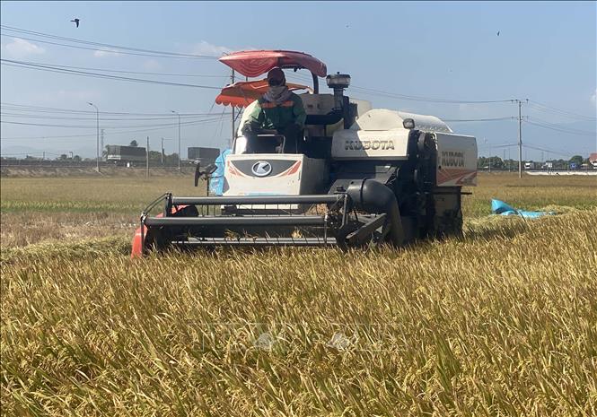 Nông dân ở xã Phước Nam (Thuận Nam, Ninh Thuận) thu hoạch lúa vụ Đông Xuân sớm. Ảnh: Công Thử - TTXVN
