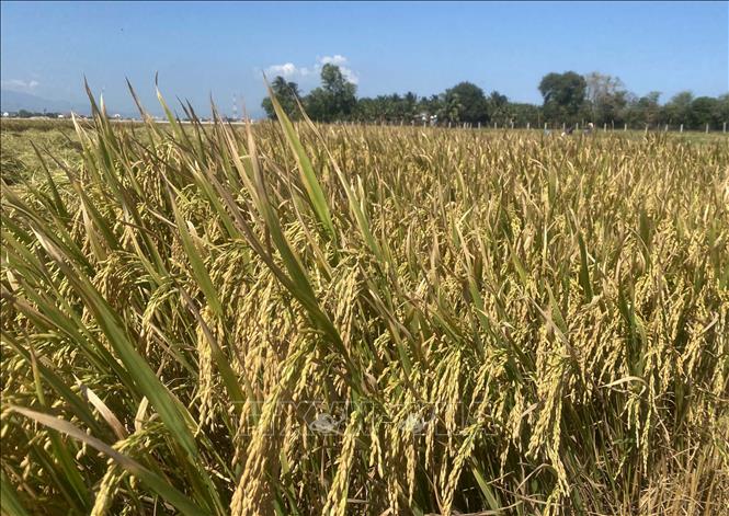 Trà lúa Đông Xuân sớm ở huyện Thuận Nam (Ninh Thuận) bắt đầu thu hoạch. Ảnh: Công Thử - TTXVN